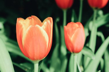 Güzel Lale filtre etkisi retro vintage arpacık ile buket