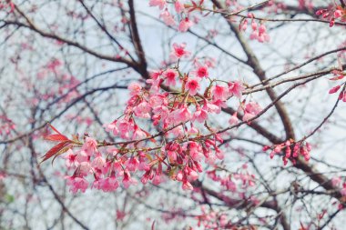 Filtre etkisi retro vintage st ile vahşi Himalaya kiraz çiçek
