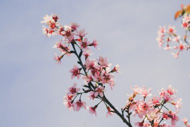Filtre etkisi retro vintage st ile vahşi Himalaya kiraz çiçek