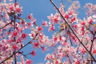 Filtre etkisi retro vintage st ile vahşi Himalaya kiraz çiçek