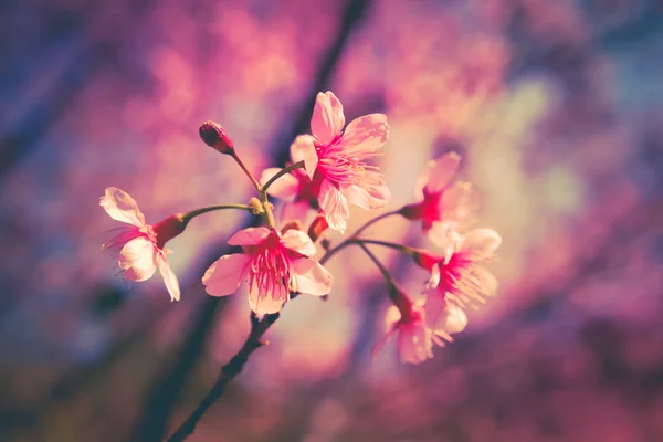 Fiore di ciliegio himalayano selvatico con effetto filtro retrò vintage st — Foto Stock