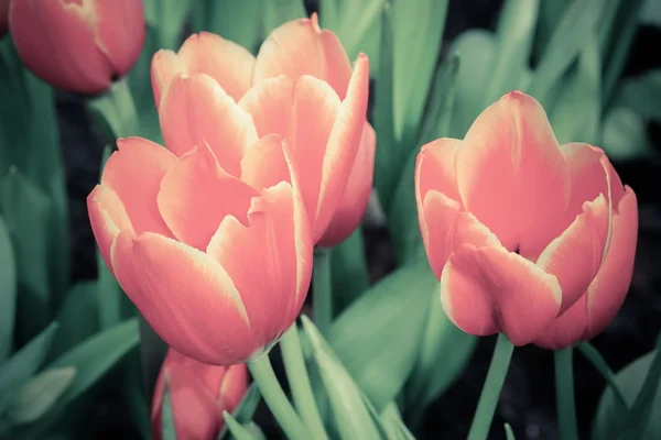Bellissimo bouquet di tulipani con effetto filtro retro vintage sty — Foto Stock