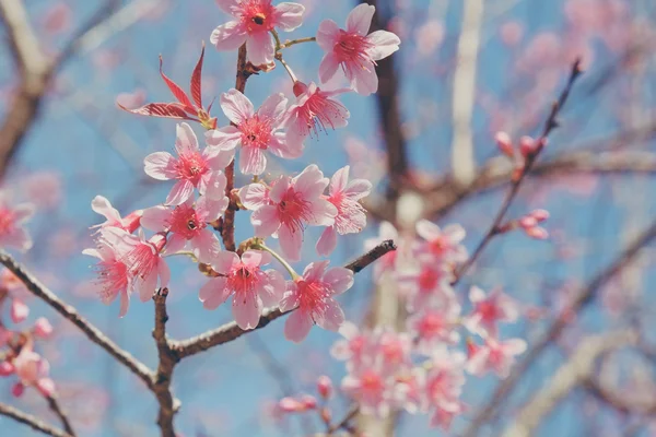 Wild himalayan cherry flower with filter effect retro vintage st — Stock Photo, Image