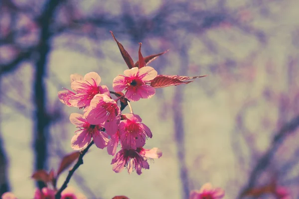 Dziki himalayan wiśni kwiat z filtr efektu retro starodawny st — Zdjęcie stockowe
