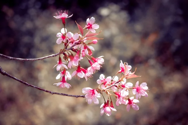 フィルター効果のレトロなヴィンテージ st と野生ヒマラヤ桜の花 — ストック写真