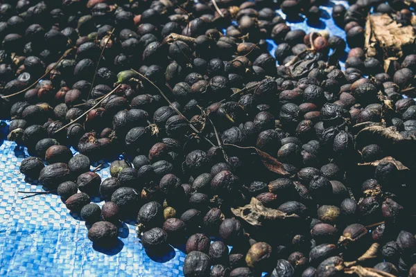 Сушеные ягоды кофе с эффектом фильтра ретро винтажный стиль — стоковое фото