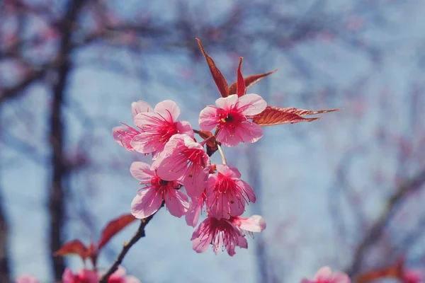 フィルター効果のレトロなヴィンテージ st と野生ヒマラヤ桜の花 — ストック写真