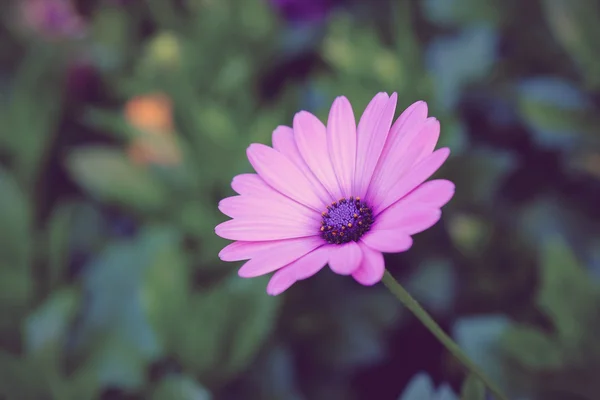 Blumen mit Filtereffekt im Retro-Vintage-Stil — Stockfoto