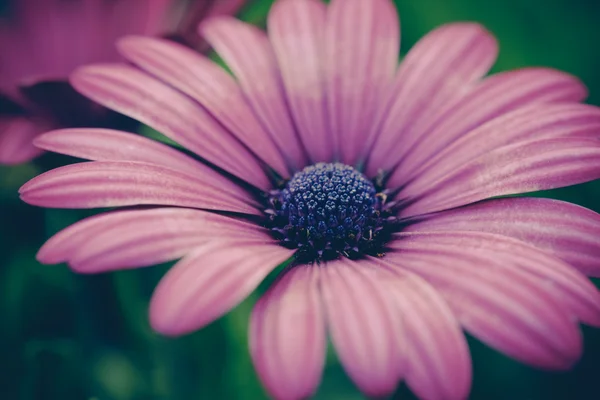 フィルター効果のレトロなビンテージ スタイルの花 — ストック写真