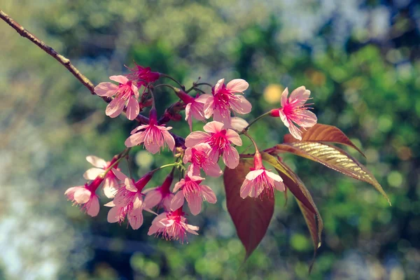 Дикий гималайский вишневый цветок с эффектом фильтра ретро-винтажный st — стоковое фото