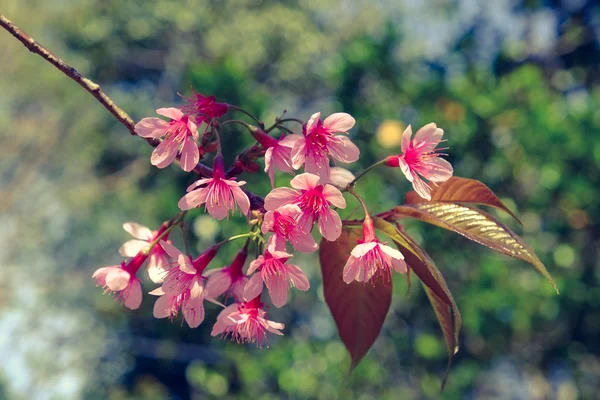 Wild himalayan cherry flower with filter effect retro vintage st — Stock Photo, Image