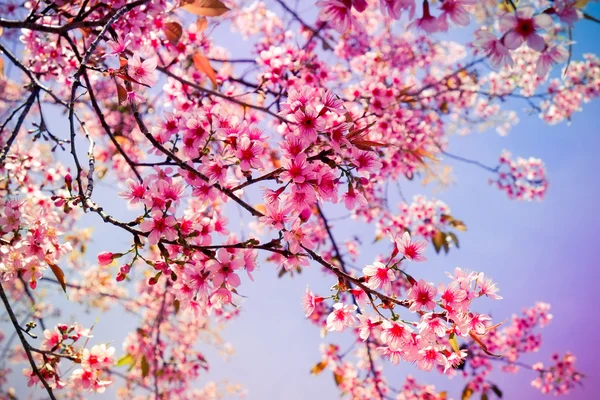 Fiore di ciliegio himalayano selvatico con effetto filtro retrò vintage st — Foto Stock