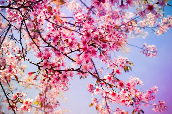 Flor de cereja himalaia selvagem com efeito filtro retro vintage st — Fotografia de Stock