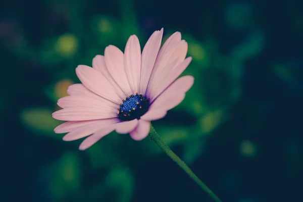 Blumen mit Filtereffekt im Retro-Vintage-Stil — Stockfoto