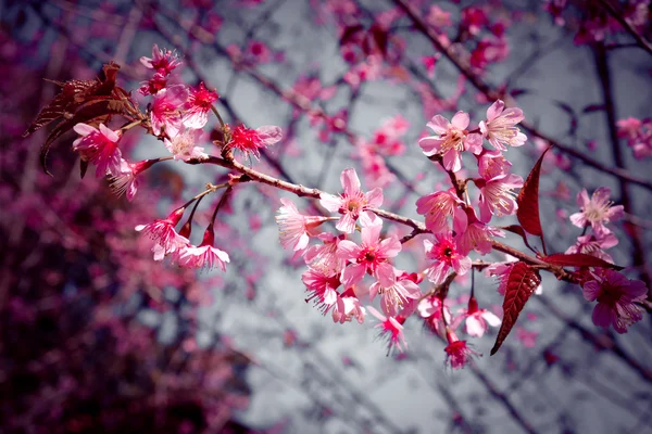 Wild himalayan cherry flower with filter effect retro vintage st — Stock Photo, Image