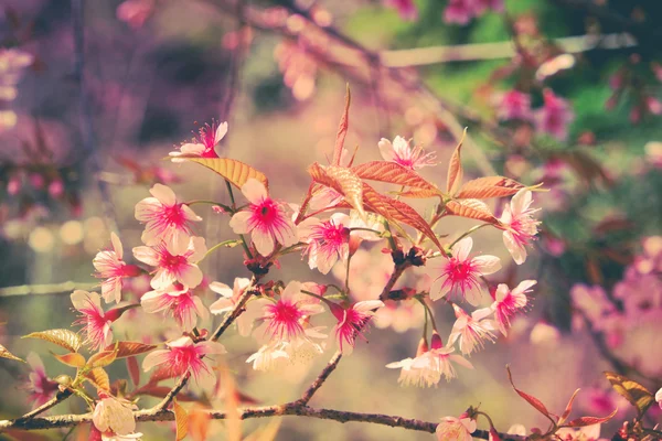 Flor de cereja himalaia selvagem com efeito filtro retro vintage st — Fotografia de Stock