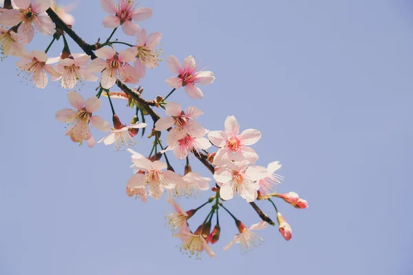 Fleur de cerisier himalayen sauvage avec effet filtre rétro vintage st — Photo