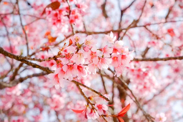 Wild himalayan cherry flower with filter effect retro vintage st — Stock Photo, Image