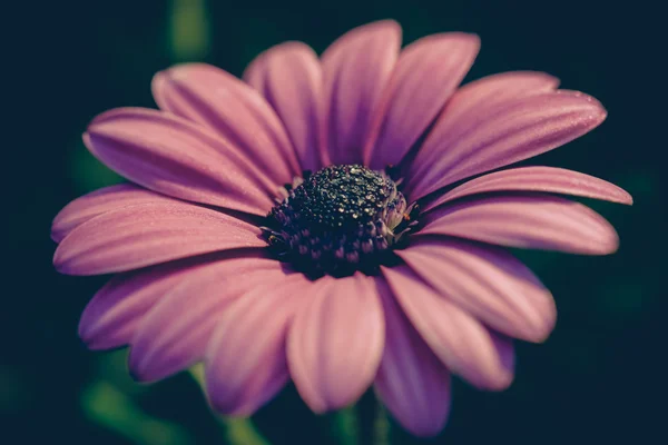 フィルター効果のレトロなビンテージ スタイルの花 — ストック写真