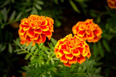 Filtre etkisi retro vintage tarzı çiçeklerle