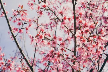 Filtre etkisi retro vintage st ile vahşi Himalaya kiraz çiçek