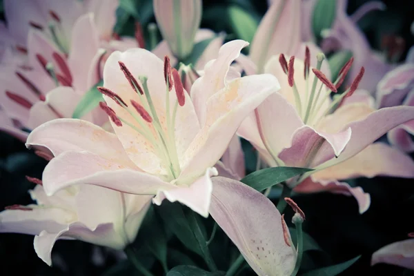 フィルター効果のレトロなビンテージ スタイルの花 — ストック写真