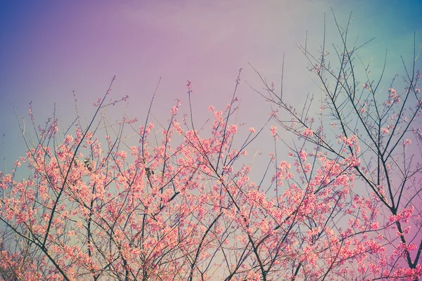 Fiore di ciliegio himalayano selvatico con effetto filtro retrò vintage st — Foto Stock