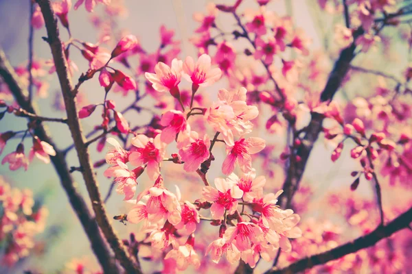 Wild himalayan cherry flower with filter effect retro vintage st — Stock Photo, Image