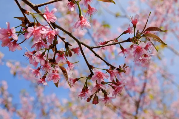 フィルター効果のレトロなヴィンテージ st と野生ヒマラヤ桜の花 — ストック写真