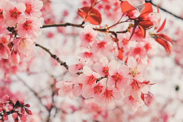 Wild himalayan cherry flower with filter effect retro vintage st — Stock Photo, Image