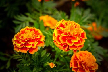 Filtre etkisi retro vintage tarzı çiçeklerle