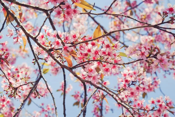 Fleur de cerisier himalayen sauvage avec effet filtre rétro vintage st — Photo