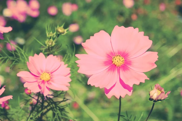 フィルター効果のレトロなビンテージ スタイルの花 — ストック写真