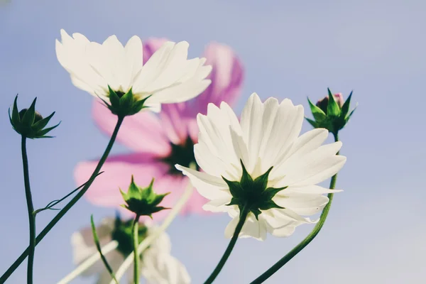 Kukkia suodatin vaikutus retro vintage tyyli — kuvapankkivalokuva