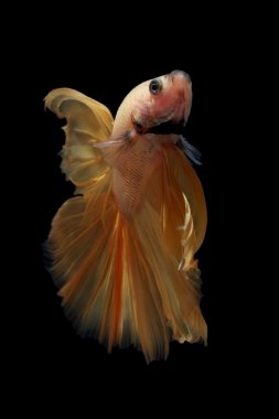 Beta balığı siyah arkaplanda izole edildi