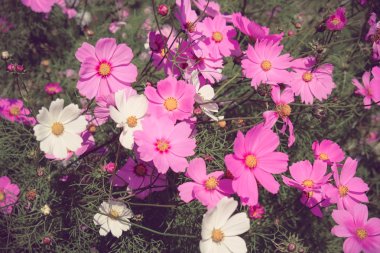 Filtre etkisi retro vintage tarzı çiçeklerle