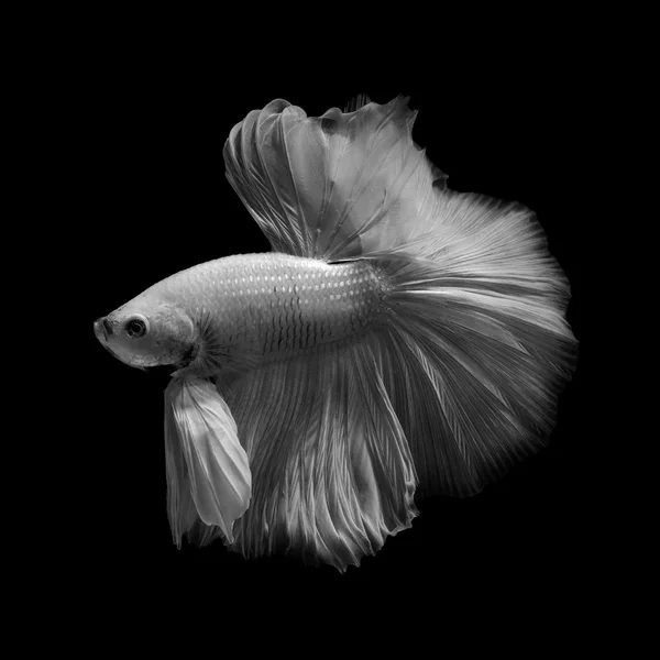 Betta pescado aislado sobre fondo negro — Foto de Stock