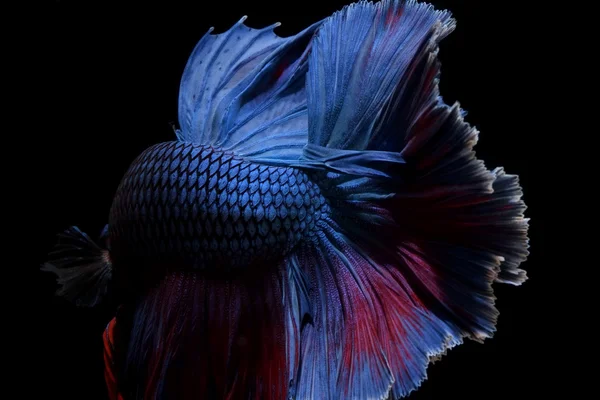 Риба Бетта ізольована на чорному фоні — стокове фото