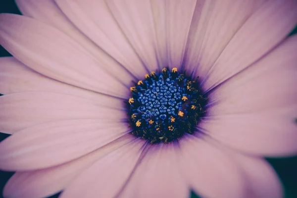Kwiaty z filtr efektu retro styl vintage — Zdjęcie stockowe