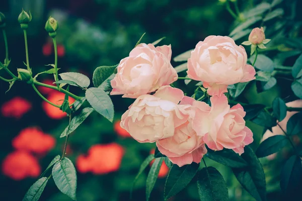 Flores com efeito de filtro estilo vintage retro — Fotografia de Stock