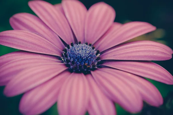 Fiori effetto filtro retrò stile vintage — Foto Stock