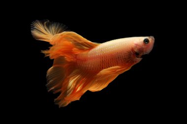 Beta balığı siyah arkaplanda izole edildi