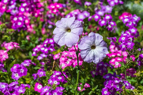 Purpurowe kwiaty w ogrodzie — Zdjęcie stockowe