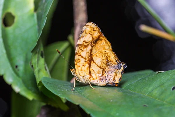 Common Jester butterfly — Stock Photo, Image