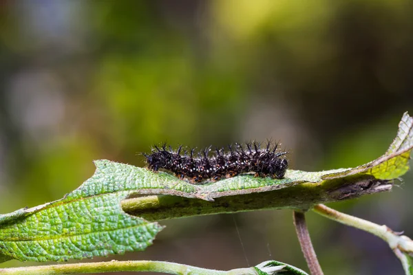 Gemeenschappelijke Jester caterpillar — Stockfoto