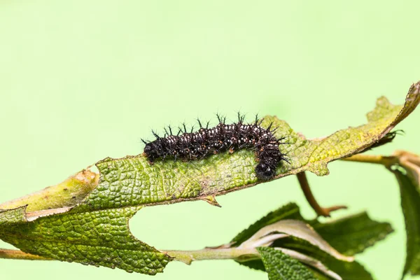 Közös Jester caterpillar — Stock Fotó