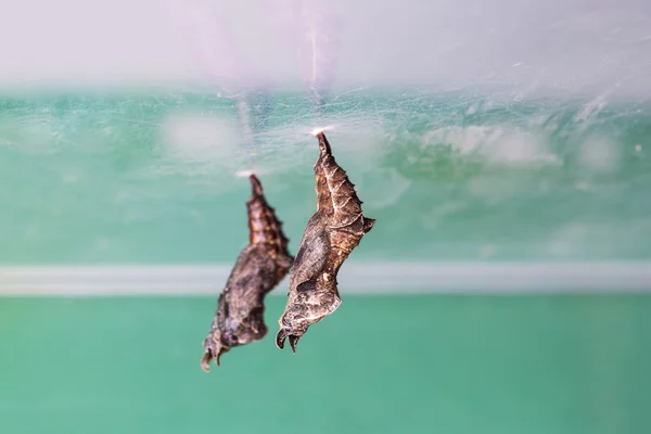 Common Jester pupae — Stock Photo, Image