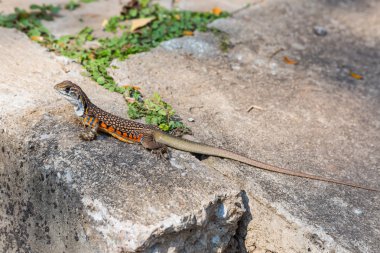 Kelebek agama kertenkele