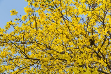 Altın trompet ağaç