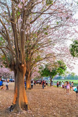 Pembe trompet ağaç ile resim çekmek